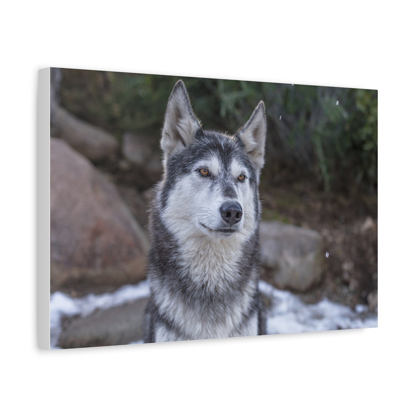 Luna Canvas Print