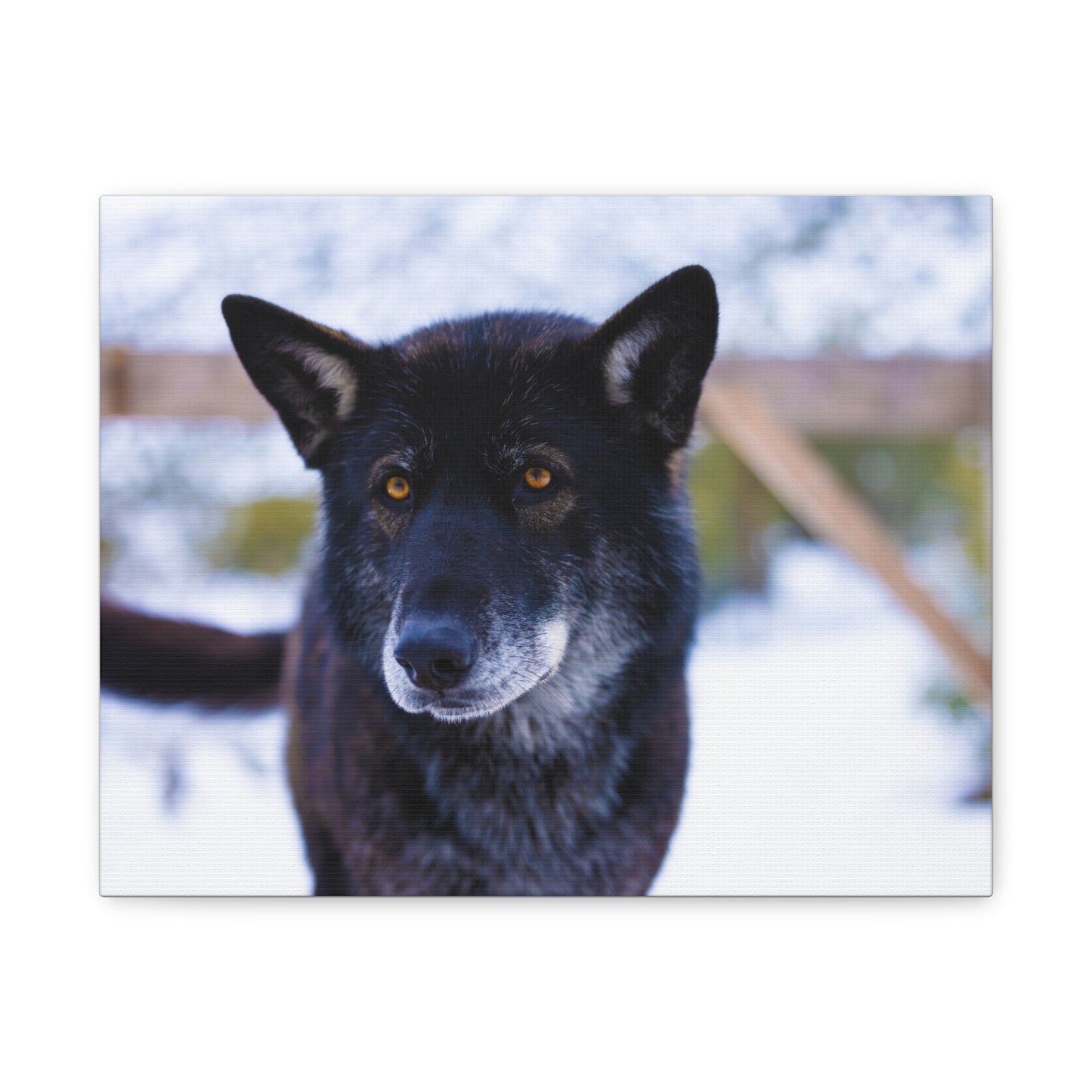 Gemma Canvas Print