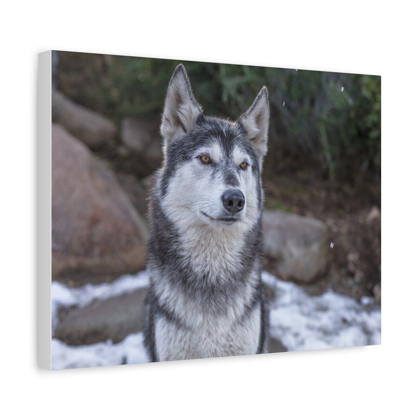 Luna Canvas Print