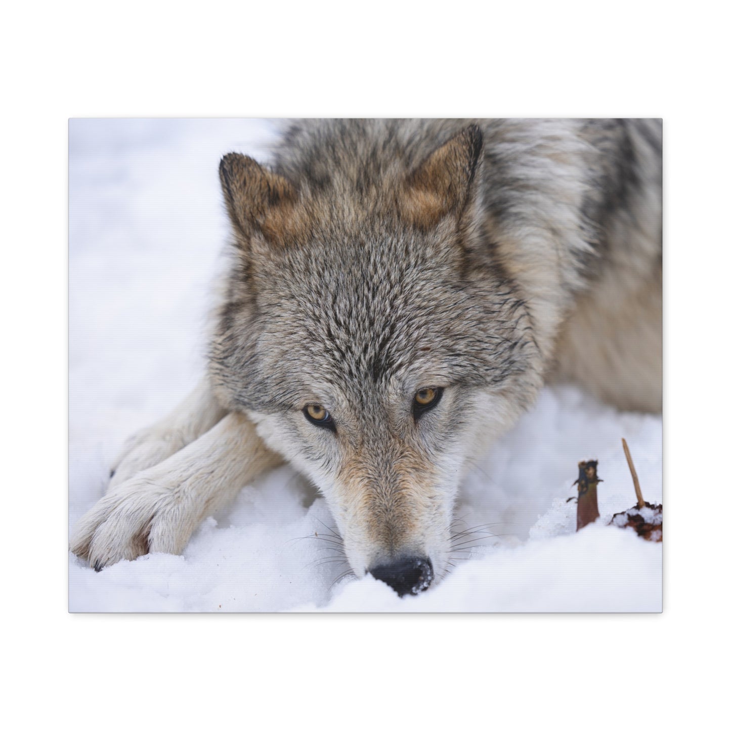 Nukumi Canvas Print