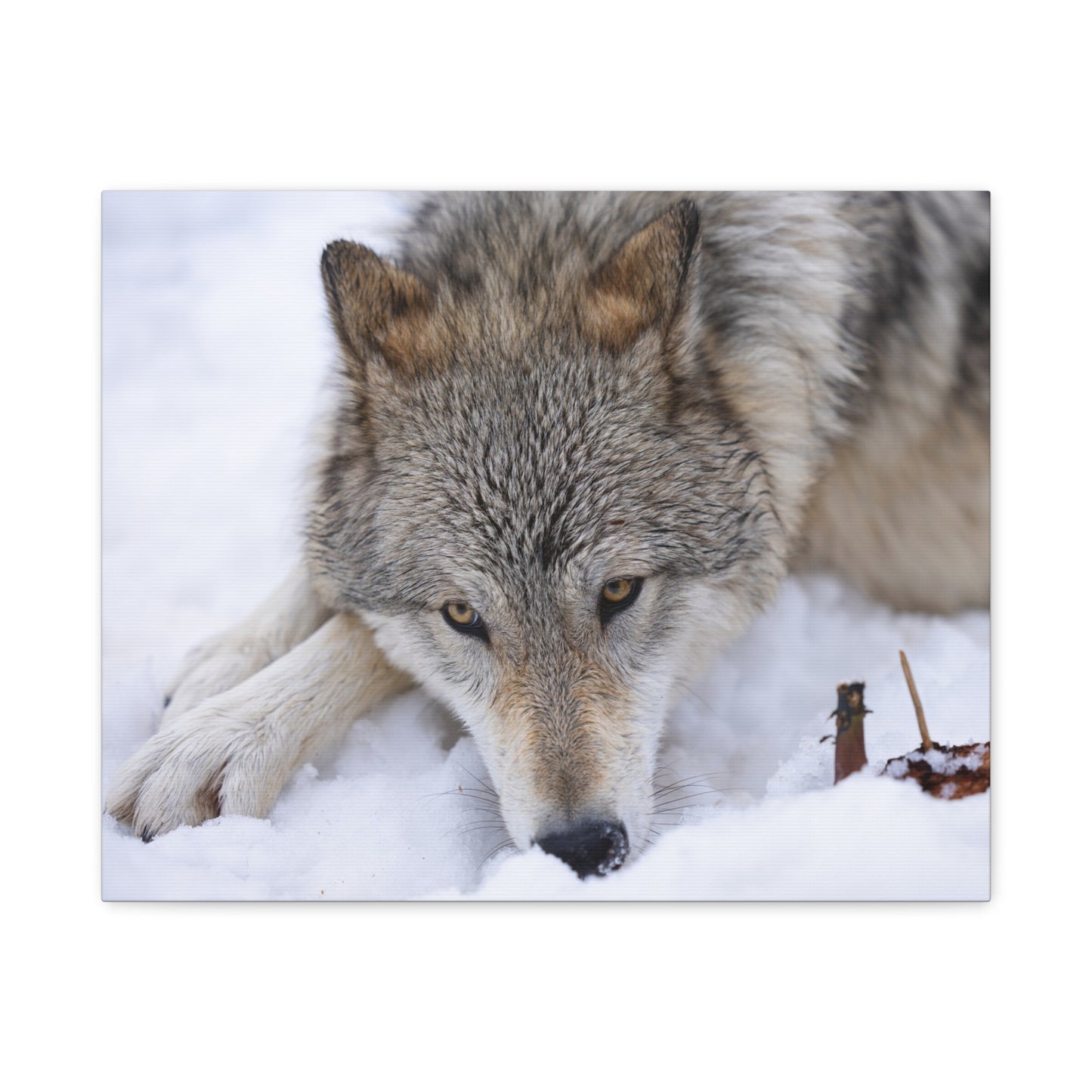 Nukumi Canvas Print