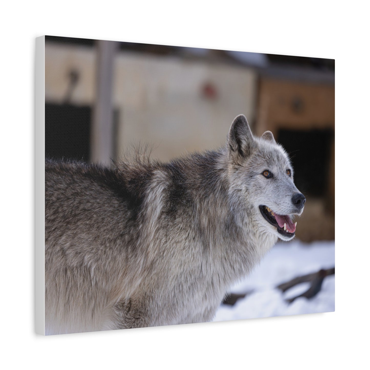 Daisy Canvas print