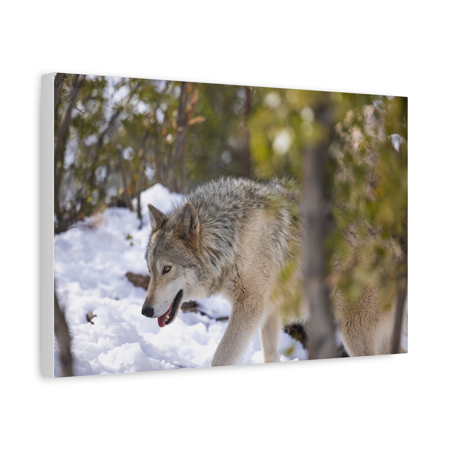 Bodhi Canvas Print