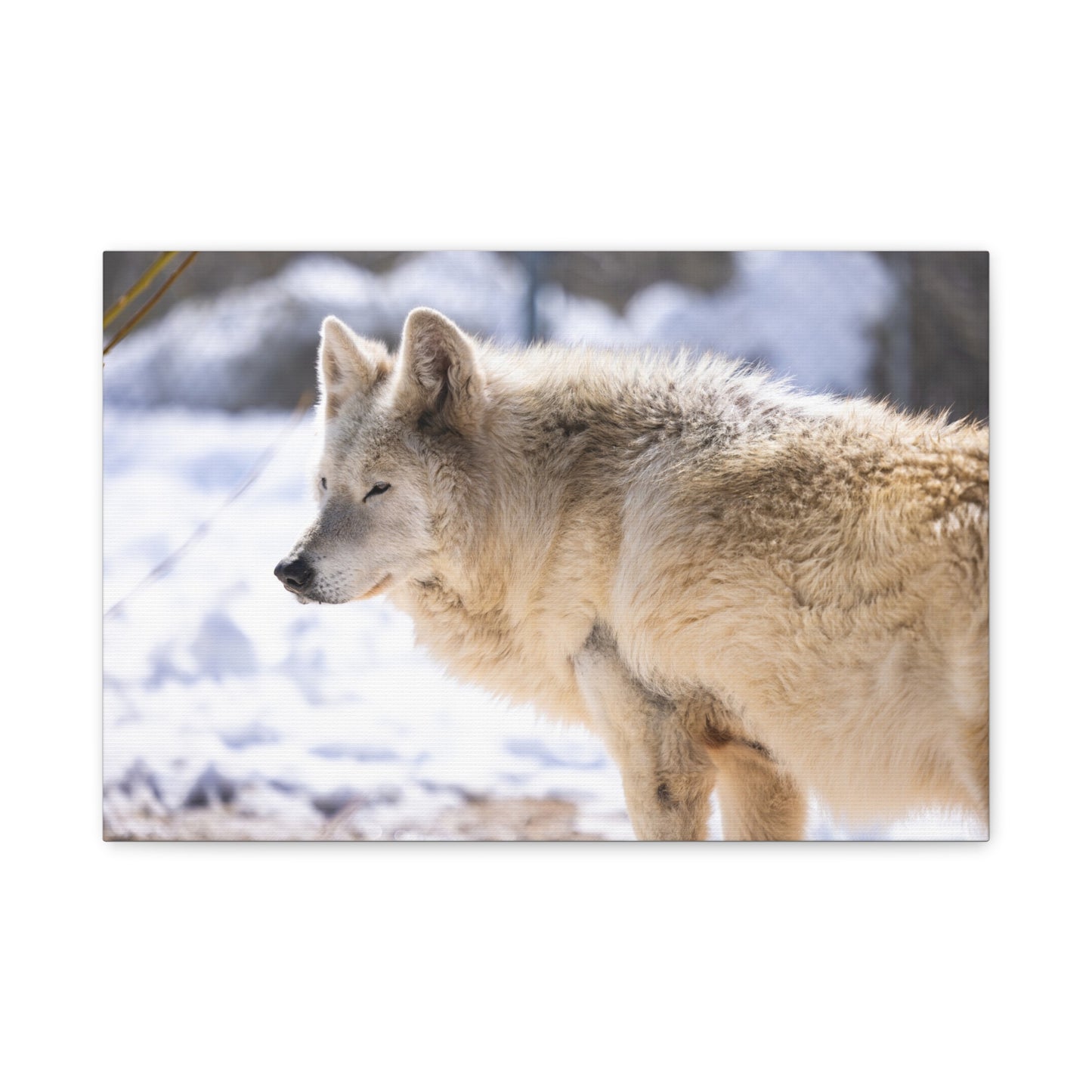 Max Canvas Print